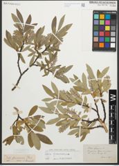 Foto von Salix glaucosericea Flod.